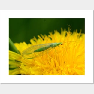 Wall Art - Lacewing Resting - art print Posters and Art